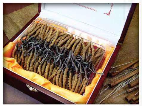 东乌珠穆沁冬虫夏草回收